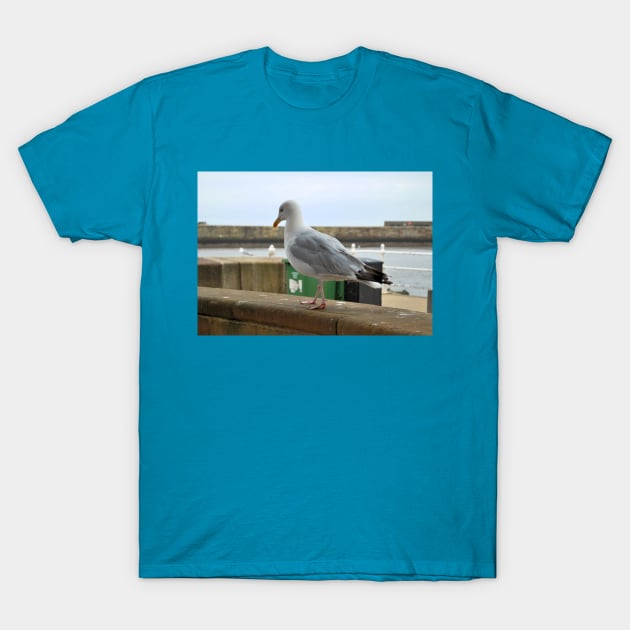 Seagull Walks Along Beach T-Shirt by snknjak